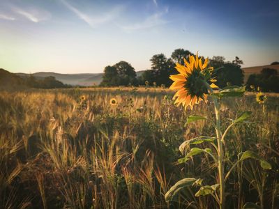 Sonnenblume auf Feld