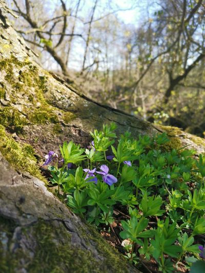 Veilchen wachsen zwischen Baumwurzeln im Frühling