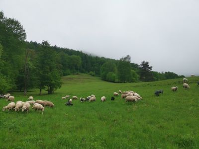 Schafherde grast auf der Hangweide im Nebel